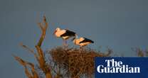 Storrington in West Sussex named UK’s first European stork village