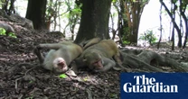 Animal homosexual behaviour under-reported by scientists, survey shows