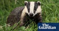 Badger culling to end in England by 2029, government says