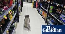 Teenage male koala escorted from supermarket in Australia – video