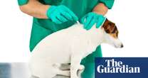 Call for pets’ toxic flea treatments to be tightly restricted in UK