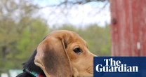 ‘They know they’re safe’: 1,500 beagles to be rescued from US facility after recent protests