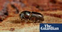 Tree-killing beetle found to be attracted to Britain most common spruce