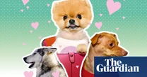 A chiweenie with an overbite and 1.9m followers: how Tuna and Instagram’s other top dogs rake in thousands per post