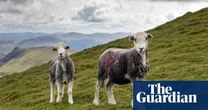 Farms in England could be taken out of food production to boost nature, says Labour