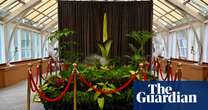 Putricia the corpse flower: would you wait 3.5 hours to smell a rotten carcass? - video