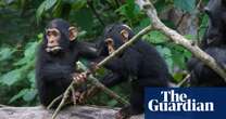 Chimpanzees communicate in similar quick-fire fashion to humans, study shows