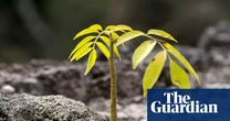 Legal logging and soaring saplings: the ‘green islands’ bucking the deforestation trend in central America
