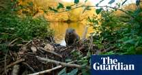 ‘Ultimate bringers of life’: How one Cornwall farmer is using beavers to stop flooding