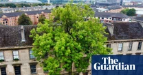 Argyle Street ash in Glasgow wins tree of the year competition