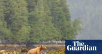 Shooting of bear that swam to tiny Canadian island frustrates First Nations