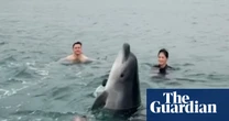 Injured dolphin surprises family on morning swim in Dorset – video
