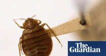 Humans moving to ancient cities sent bedbug numbers soaring, say scientists