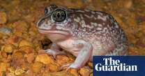 From local pond to outback dunny, Australia’s biggest frog count is here – and researchers need your help