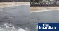 Shark feeding frenzy off popular Australian surf beach captured in chilling footage