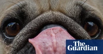 Dogs’ brains began to shrink at least 5,000 years ago, study finds