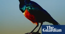 Starlings form ‘friendships’ to help each other with breeding, study finds