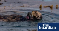 Save our seas: five ways to rewild and conserve the ocean