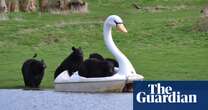 Week in wildlife – in pictures: pedalo hijinks and a raccoon doing a handstand