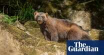 Colorado could bring back wolverines in an unprecedented rewilding effort