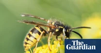 UK wasp numbers soar after unusually warm and dry spring