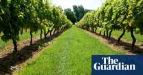 How City high-flyers have helped to fuel UK wine-growing boom