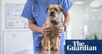 Don’t knock vets – we’re doing a tough job under difficult conditions | Letter