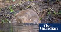 Conservationists warn of unauthorised releases of beavers into English rivers