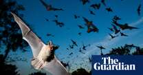 Loss of bats to lethal fungus linked to 1,300 child deaths in US, study says