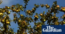 Less of your sauce: savoury recipe ideas for surplus apples | Kitchen Aide