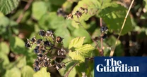 Early ripening of berries in UK shows nature is under stress, say experts
