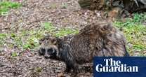 Biology New data links Covid-19’s origins to raccoon dogs at Wuhan market