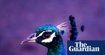 The peacock parent problem: how to survive being raised by a narcissist