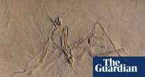 The dinosaurs who survived the asteroid – podcast