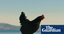 ‘Somehow you become the chicken’: inside the film about people-smuggling told through the eyes of a hen