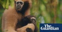 Guardians of the Gibbons: can India save its only ape species from extinction?