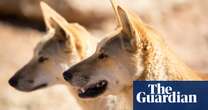 Modern-day dingoes already established across Australia thousands of years ago, research finds