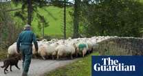 Country Diary 100 years on: sheep and dogs now dominate over rabbits and house martins