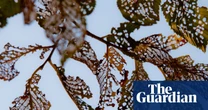 The Lost Elms by Mandy Haggith review – cultural history of a noble tree