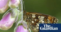 Rare heath fritillary butterflies surge in number on Exmoor after sunny spring