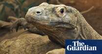 Komodo dragons have iron-coated teeth, scientists find