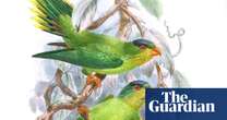 ‘It can feel like a detective story’: birders asked to help find 126 ‘lost’ bird species