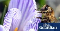 Plants produce more nectar when they ‘hear’ bees buzzing, scientists find
