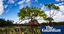 Mangrove photography awards 2026 – in pictures