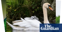 Week in wildlife: hitchhiking cygnets, a criminal duck and hopping hares