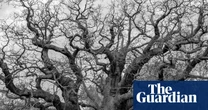 ‘Instant connection to the past’: how the Major oak affected those who saw it