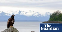 Fire in the hole: the Indigenous crews blasting the Alaskan rainforest to save it