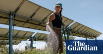 On a Colorado farm, solar panels bring shade for plants, power – and cash: in pictures