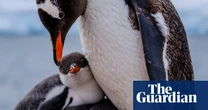 Week in wildlife: harvest mice, a basking hippo and a hungry egret