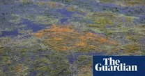 ‘Like the flip of a switch, it’s gone’: has the ecosystem of the UK’s largest lake collapsed?